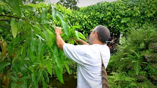 Pruning Mango Trees 101 w Dr Richard Campbell [upl. by Berglund]