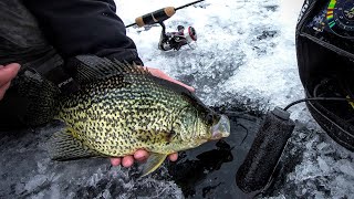 Late Ice Crappie amp Bluegill Fishing [upl. by Roleat]