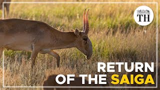 Return of the Saiga antelopes in Kazakhstan [upl. by Katrinka]