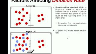 Factors that Affect Diffusion Rate [upl. by Sarge]