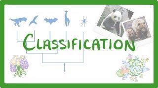 GCSE Biology  Classification 80 [upl. by Eioj302]