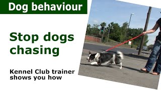 How to stop dogs chasing everything  Expert dog control advice [upl. by Alodie286]