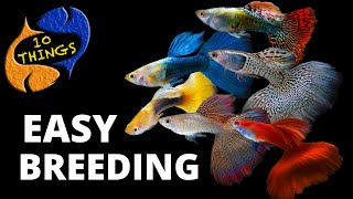 Top 10 Easiest Fish To Breed in a HOME Aquarium [upl. by Yleen]