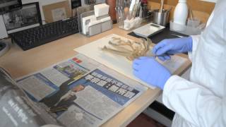 Mounting Herbarium specimens [upl. by Malony]