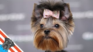 Yorkshire terrier grooming [upl. by Gnal]