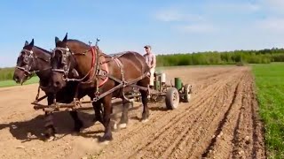 Farming with Horses Planting Corn Field [upl. by Cletis]