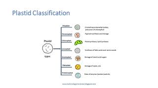 Plastids  Introduction Types and Functions [upl. by Tuck711]