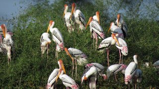 Vedanthangal Bird SanctuaryWildlife documentary [upl. by Gerson57]