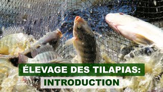 ELEVAGE DES TILAPIAS  INTRODUCTION [upl. by Wat]