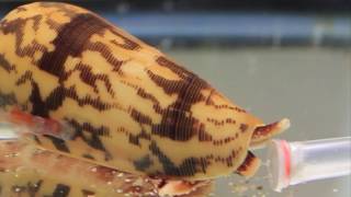 Killer Cone Snails [upl. by Laflam261]