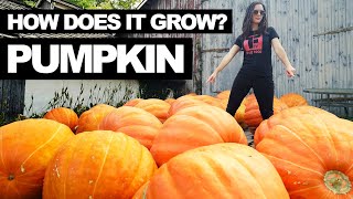 PUMPKIN  How Does it Grow [upl. by Nylemaj]