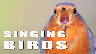 SINGING BIRDS [upl. by Nnyrat]