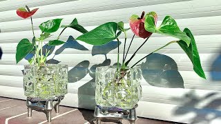 How to Grow an Anthurium  Anthurium Plants Care [upl. by Ringler236]