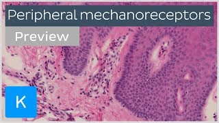 Peripheral mechanoreceptors preview  Human Histology  Kenhub [upl. by Aline]