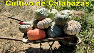 Cultivo de calabaza en huerto orgánico [upl. by Antonia]