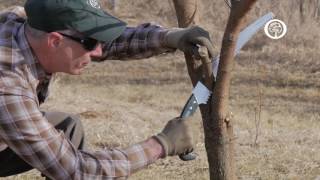 Ask an Arborist The ABCs of Pruning [upl. by Emelen]