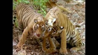 Baby Einstein  Wild Animal Safari Amazon Trailer [upl. by Aihsyak]