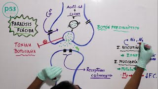 FISIOLOGÍA  Acetilcolina [upl. by Atsylac]