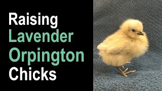 Raising Lavender Orpington Chicks [upl. by Eedissac]