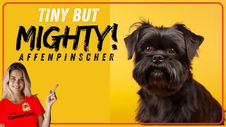 Affenpinscher History amp Traits Overview [upl. by Hebert127]