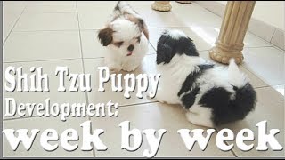 Shih Tzu Puppy Development week by week [upl. by Adnahsal145]