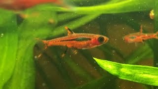 Boraras brigittae Mosquito Rasbora Chili Rasbora [upl. by Anilesor]