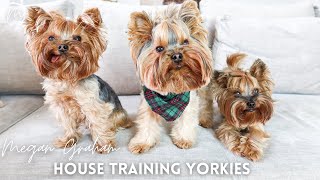 House Training Yorkies  Yorkie Training Secrets [upl. by Ashman492]