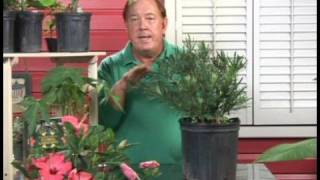 Plants Growing Needs  Growing Podocarpus Plants [upl. by Aloisius]