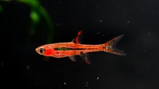 The Chili Rasbora Boraras brigittae Species Spotlight [upl. by Verile525]