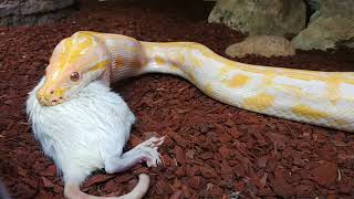 Albino Dwarf Tigerpython Fütterung [upl. by Tanberg]