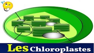 Les Chloroplastes Structure Et Rôle [upl. by Obrien]