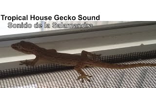 Common House Gecko 🦎 Sound 🔊 Lizards in backyard  Sonidos de la Salamandra común de Australia [upl. by Airetnahs]