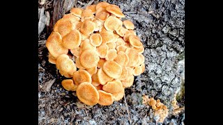 EatTheWeeds Episode 150 Ringless Honey Mushrooms and foraging [upl. by Bartley818]