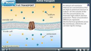 Active TransportEducational Use Only [upl. by Muscolo]