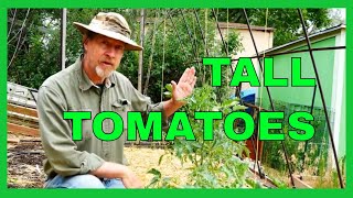 How to Trellis Tomatoes for the Best Harvest [upl. by Heather]