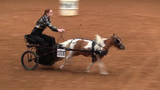 2019 Pinto Worlds Miniature Horse Barrel Racing [upl. by Rosol]