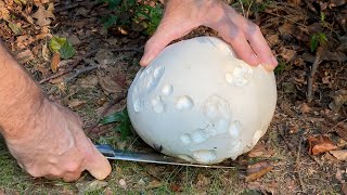 Sauteed Giant Puffball Mushroom [upl. by Niamrej179]