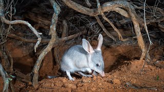 Safeguard the future of Australias iconic Bilby with AWC [upl. by Janifer]