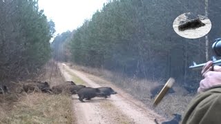 Drückjagd in Polen  polowanie na dziki vildsvinsjakt  driven hunt Chasse Au Sanglier drivjakt [upl. by Ano856]