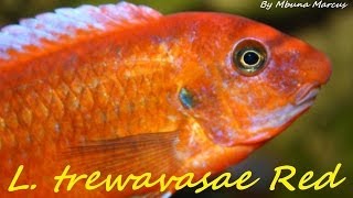 African Cichlid  Labeotropheus trewavasae quotMpanga Redquot Mbuna [upl. by Anuhsal]