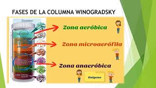 COLUMNA DE WINOGRADSKY [upl. by Nevla]