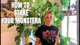 How To Stake Your Monstera Deliciosa [upl. by Shugart]