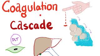 The Coagulation Cascade  Intrinsic amp Extrinsic Most COMPREHENSIVE Explanation  Hematology [upl. by Daza118]