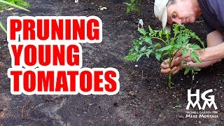 How to Prune Young Tomato Plants [upl. by Eelhsa941]