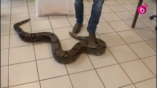 Formation des pompiers aux Nouveaux Animaux de Compagnie [upl. by Dirgni]