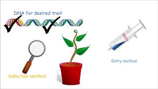 How to Make a Genetically Modified Plant [upl. by Katleen]