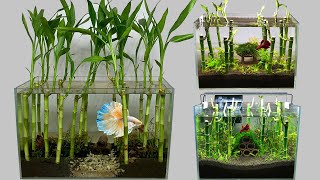 Top 3 DIY Grow Lucky Bamboo Forest in Aquarium At Home Decor Idea Setup Mini Aquascape Mr Decor 194 [upl. by Glassco]