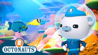 Octonauts  Damsel Fish amp The Jawfish  Cartoons for Kids  Underwater Sea Education [upl. by Adnyleb433]