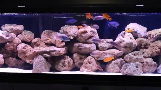 African Cichlid Aquarium  135 Gallon Rock Reef Mbuna Tank Setup [upl. by Eadwina]