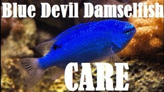 Blue Devil Damselfish Care [upl. by Nywra]